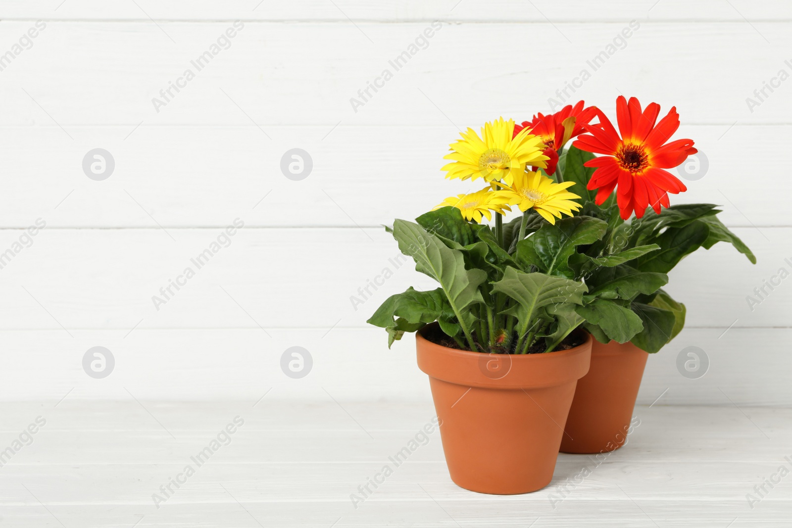 Photo of Beautiful blooming gerbera plants in flower pots on white wooden table, space for text