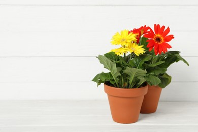 Photo of Beautiful blooming gerbera plants in flower pots on white wooden table, space for text