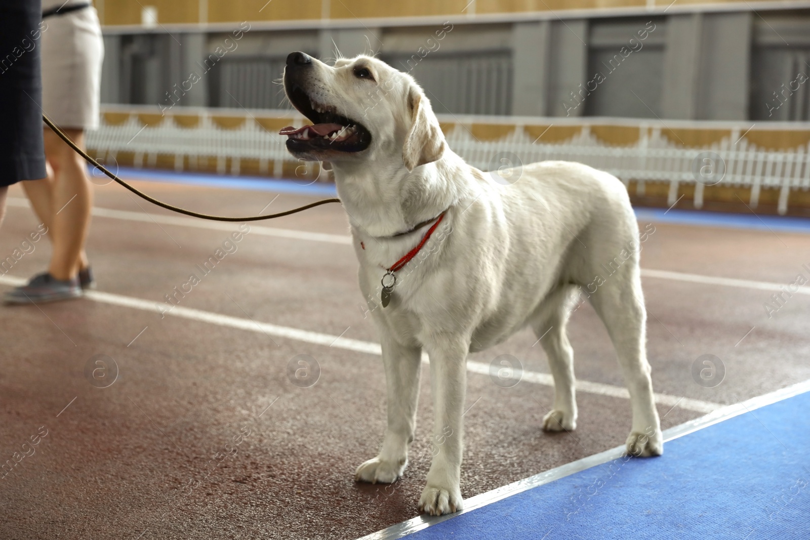 Image of Owner with adorable Labrador Retriever indoors at dog show, closeup