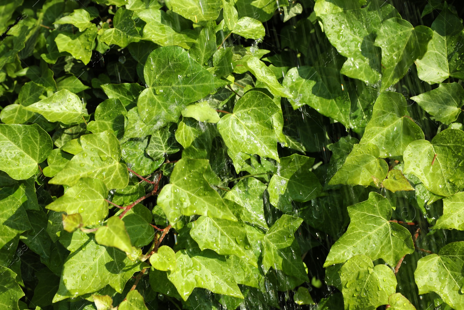 Photo of Green ivy leaves with rain drops as background