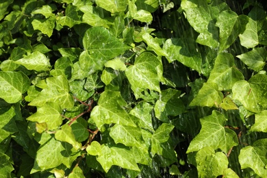 Photo of Green ivy leaves with rain drops as background