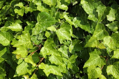 Green ivy leaves with rain drops as background