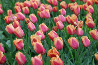 Many beautiful tulip flowers growing outdoors, closeup. Spring season