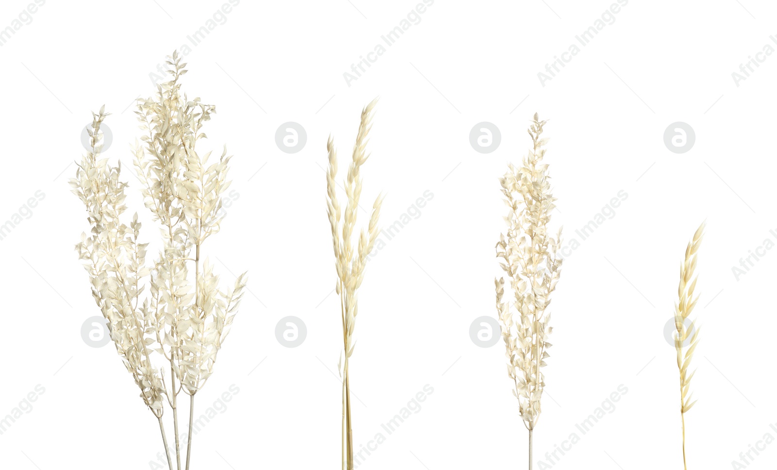 Image of Set with beautiful decorative dry flowers on white background, banner design 