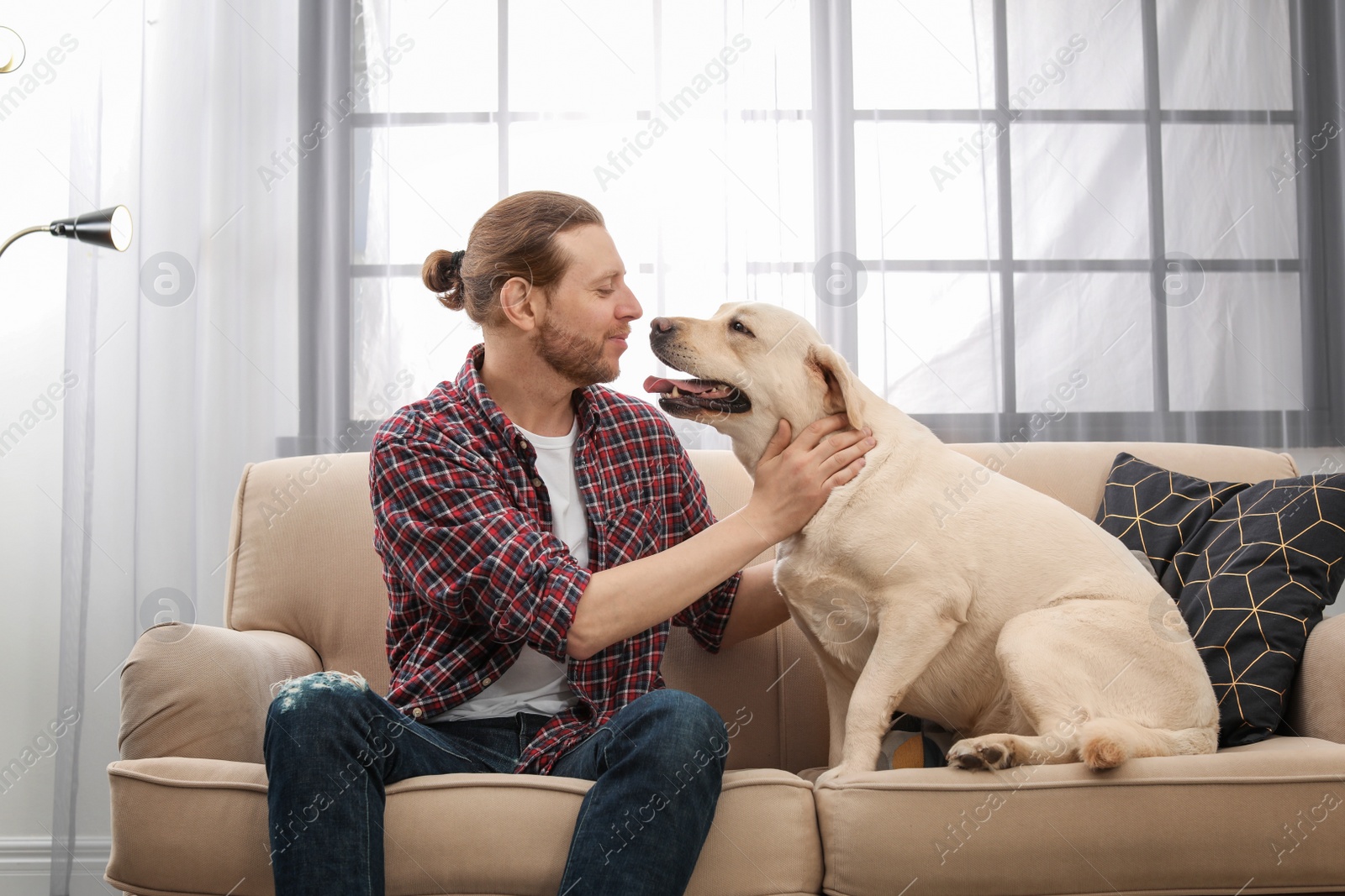 Photo of Adorable yellow labrador retriever with owner on couch indoors