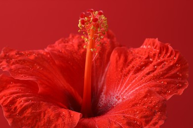 Beautiful hibiscus flower with water drops on red background, macro view