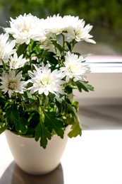 Photo of Beautiful potted chrysanthemum flowers on white window sill indoors, closeup