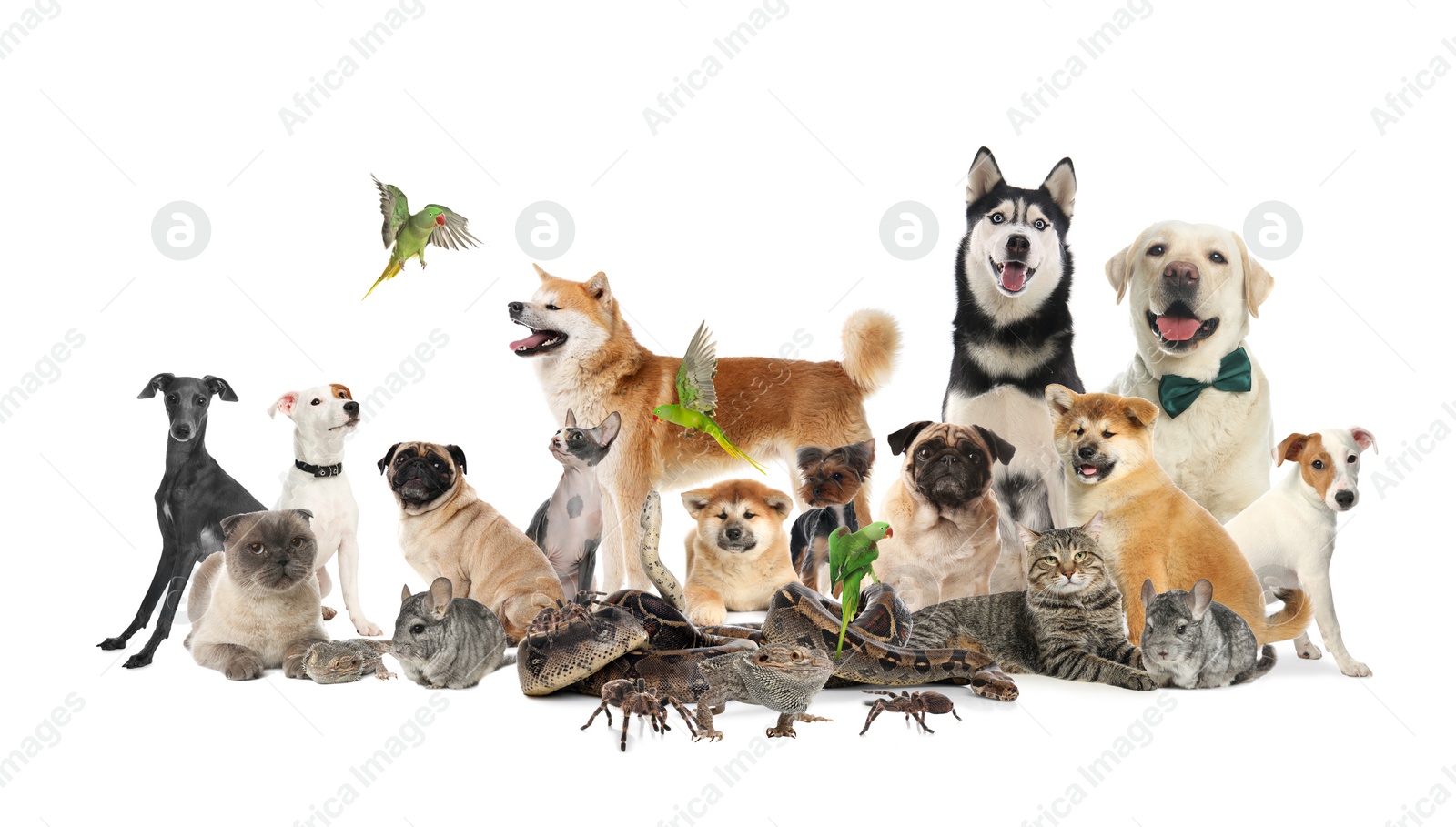 Image of Group of different pets on white background