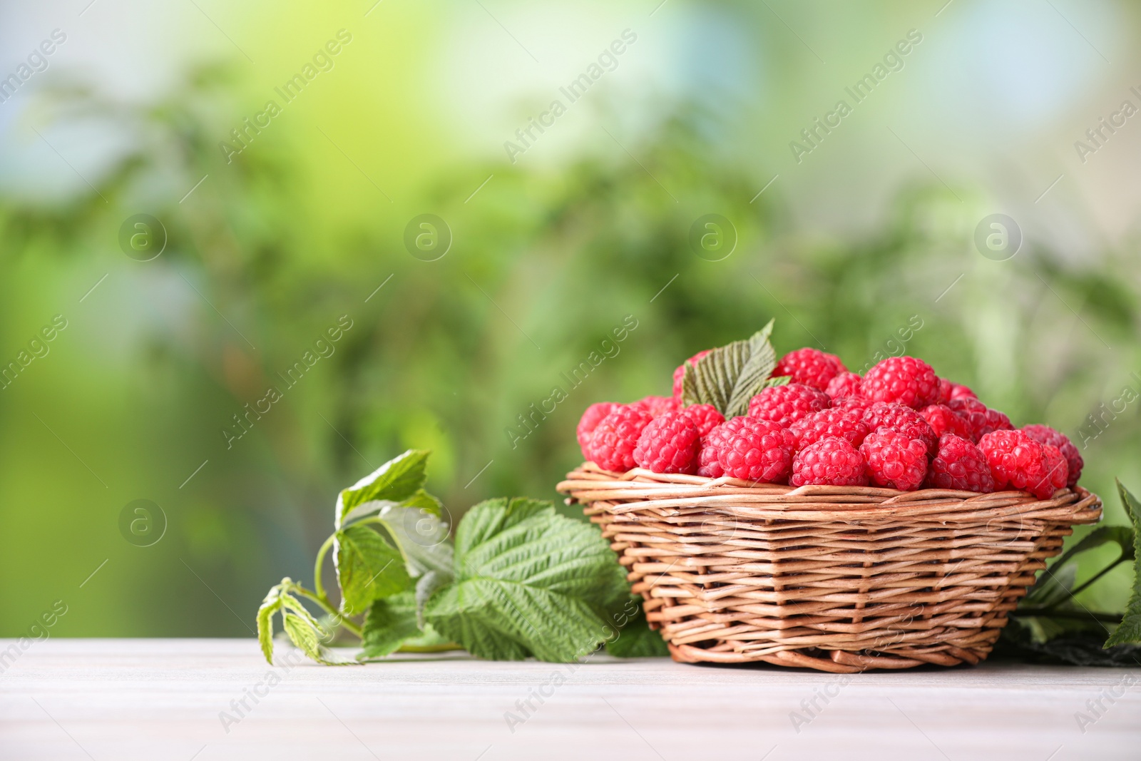 Photo of Wicker basket with tasty ripe raspberries and leaves on white wooden table against blurred green background, space for text