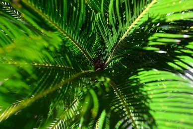 Beautiful palm leaves on sunny day, closeup view