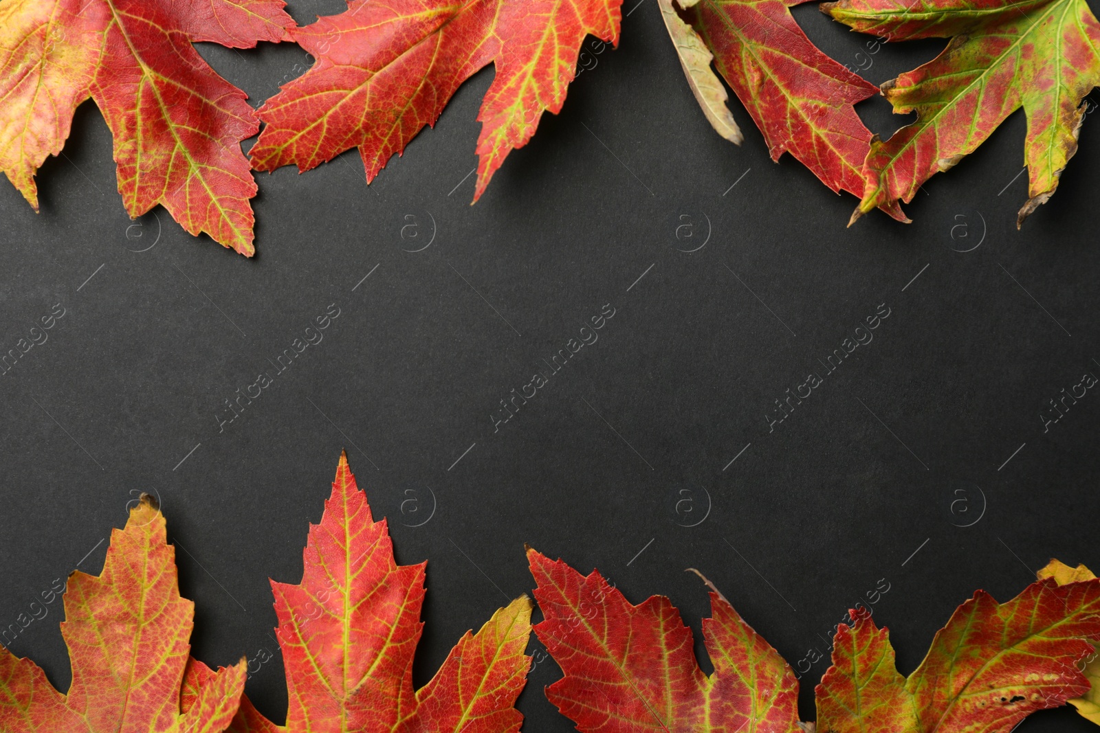 Photo of Colorful autumn leaves on black background, flat lay. Space for text