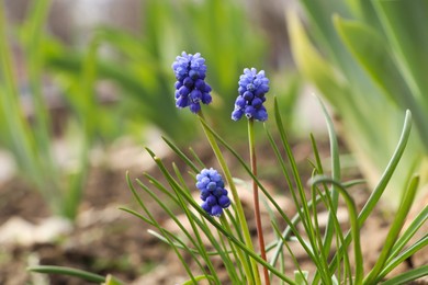 Photo of Beautiful muscaris blooming in field. Early spring flowers
