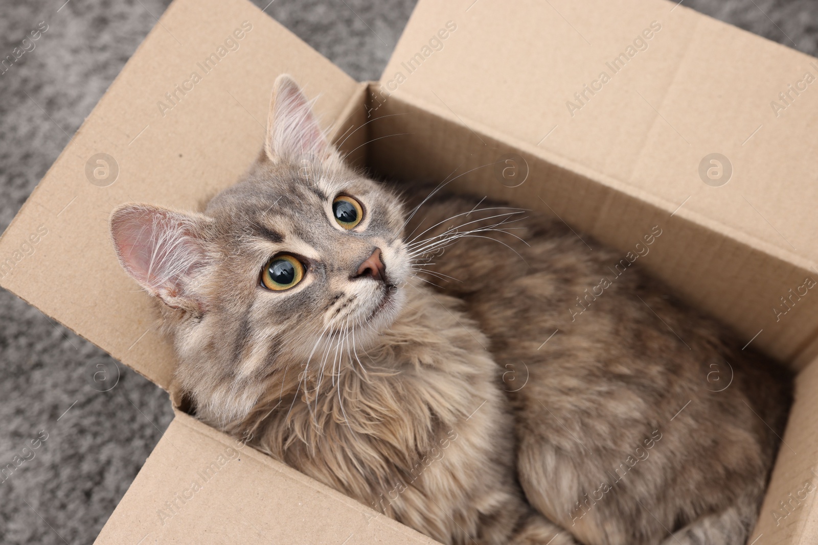 Photo of Cute fluffy cat in cardboard box on carpet