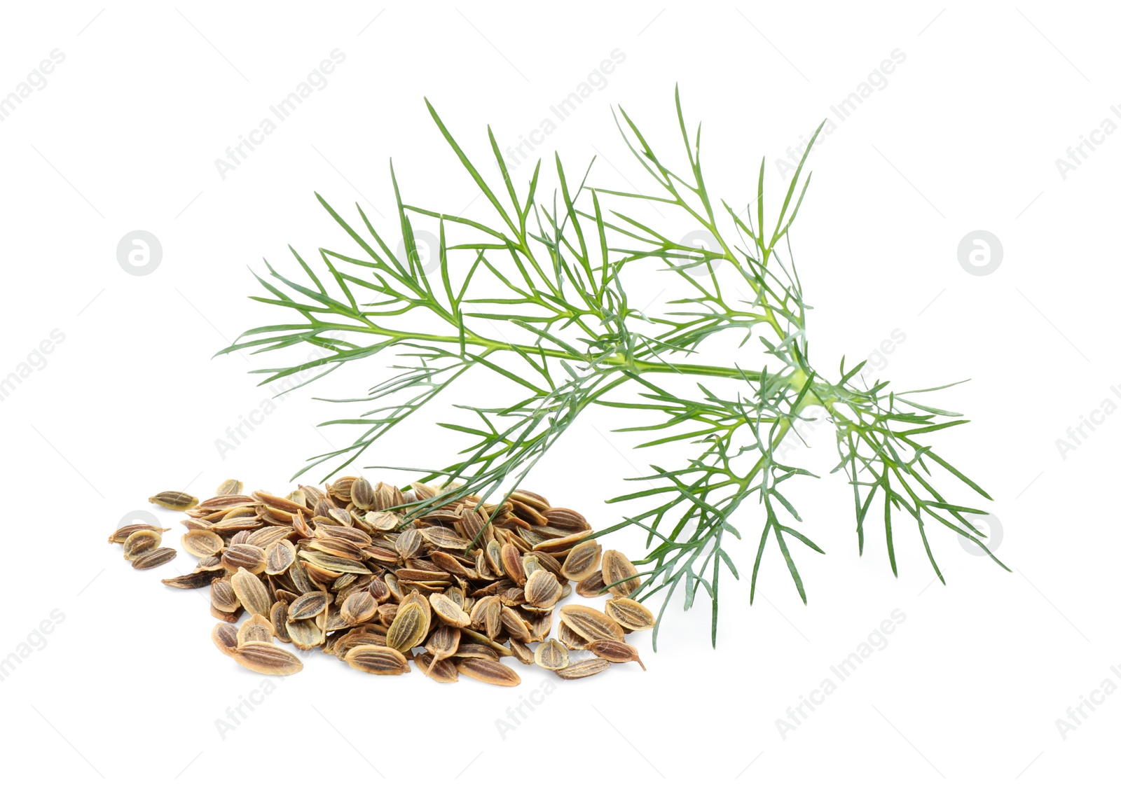 Photo of Pile of dry seeds and fresh dill isolated on white