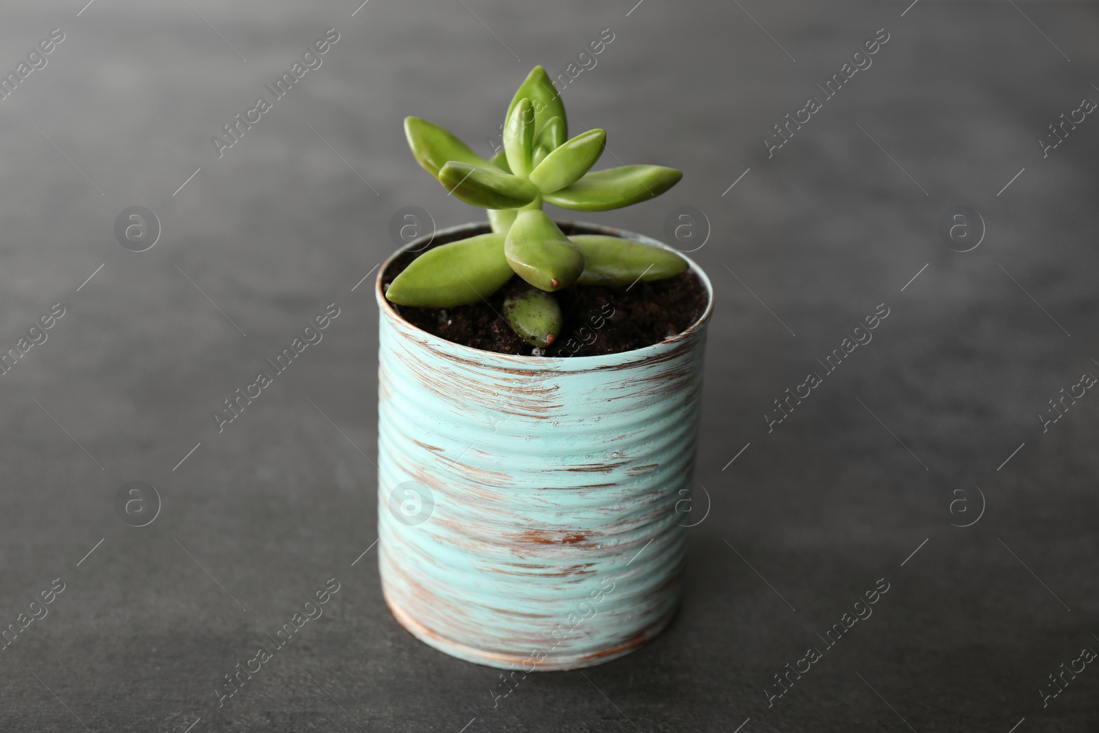 Photo of Echeveria plant in light blue tin can on grey stone table, closeup