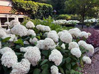 Blooming hortensia shrubs with beautiful white flowers near house outdoors