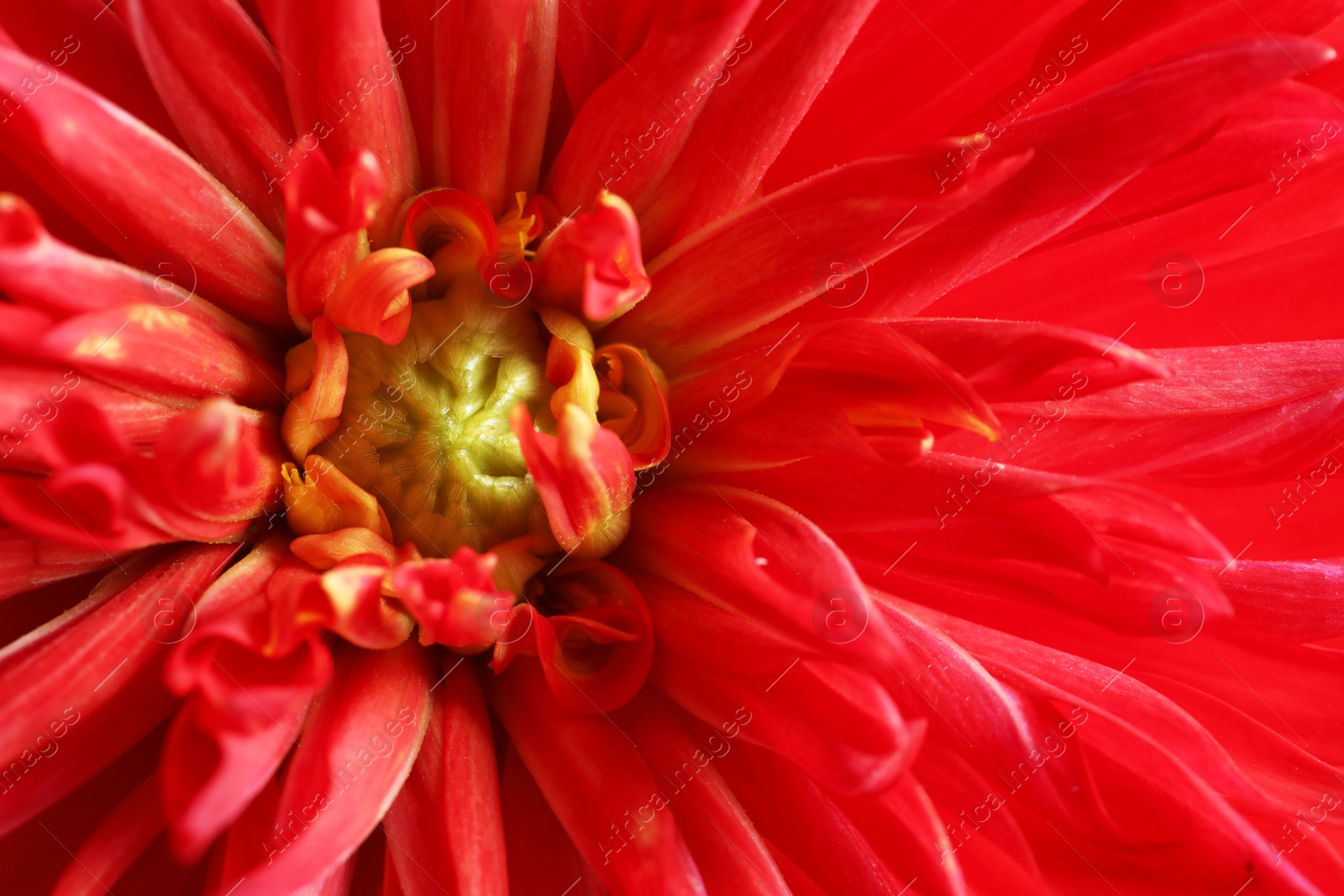 Photo of Beautiful red dahlia flower as background, closeup