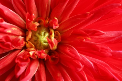 Photo of Beautiful red dahlia flower as background, closeup