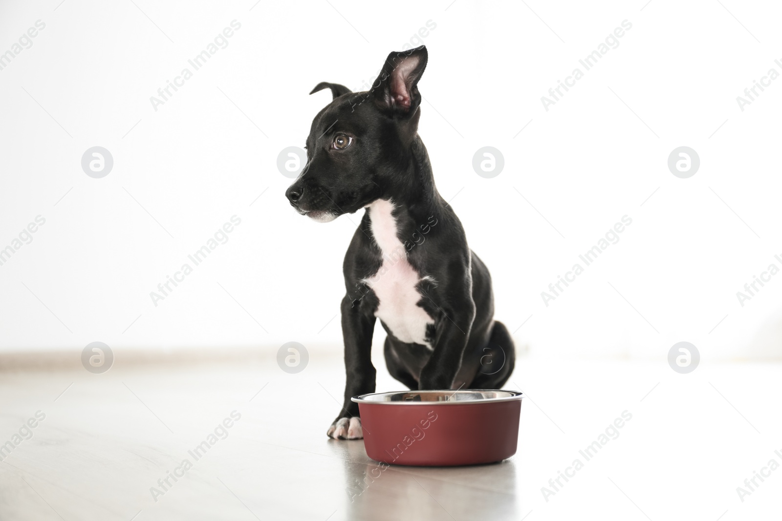 Photo of Cute little puppy near feeding bowl indoors. Baby animal