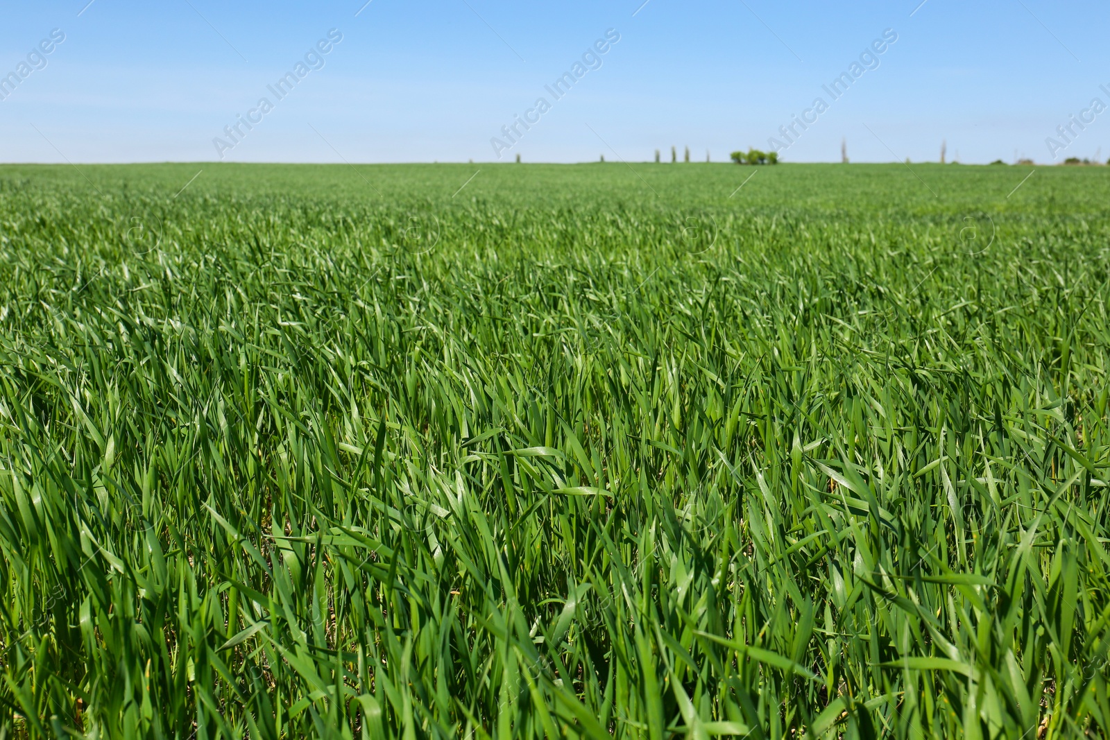 Photo of Beautiful view of agricultural field with ripening cereal crop