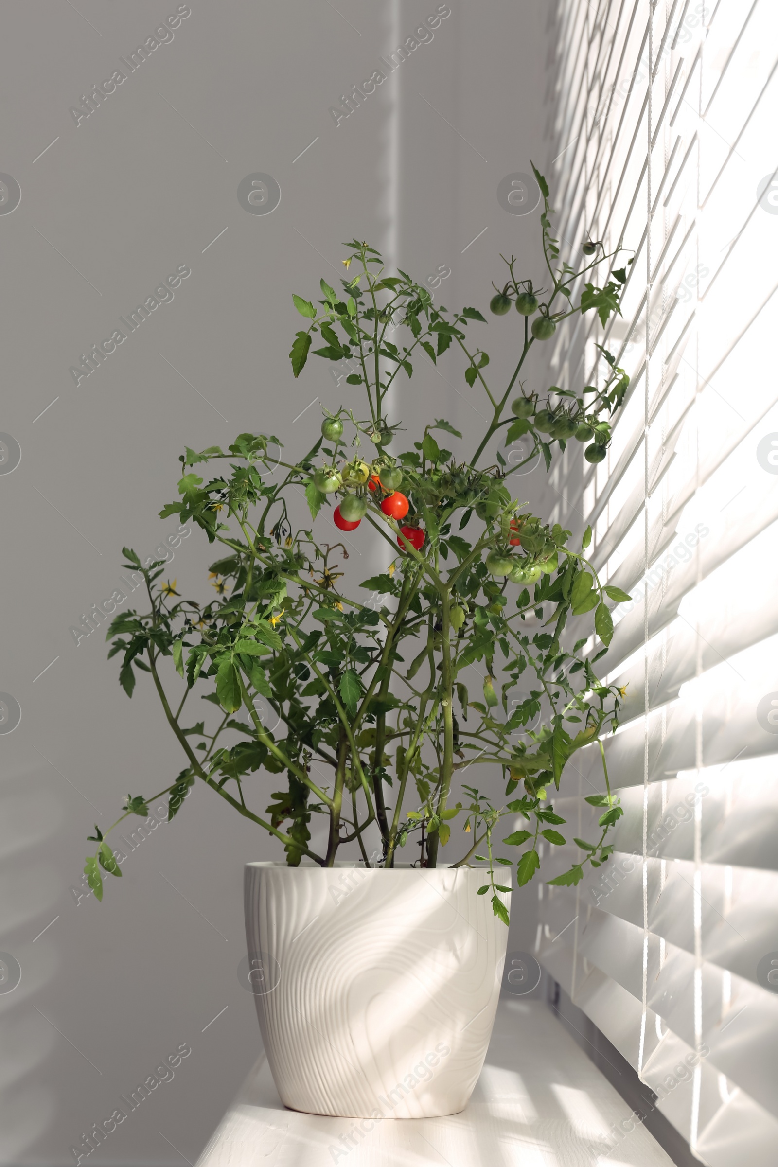 Photo of Tomato plant in pot on window sill indoors