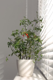 Tomato plant in pot on window sill indoors