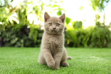 Scottish straight baby cat playing on green grass
