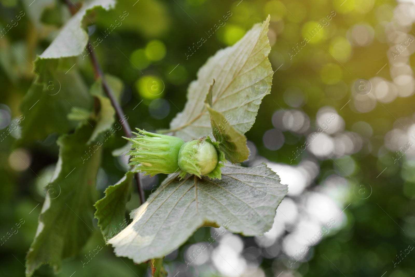 Photo of Unripe hazelnuts growing on tree outdoors, closeup