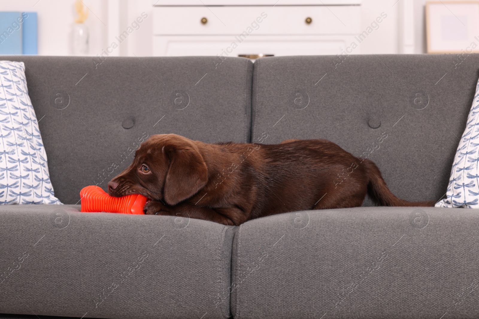 Photo of Cute chocolate Labrador Retriever puppy with toy on sofa at home. Lovely pet