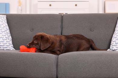 Cute chocolate Labrador Retriever puppy with toy on sofa at home. Lovely pet