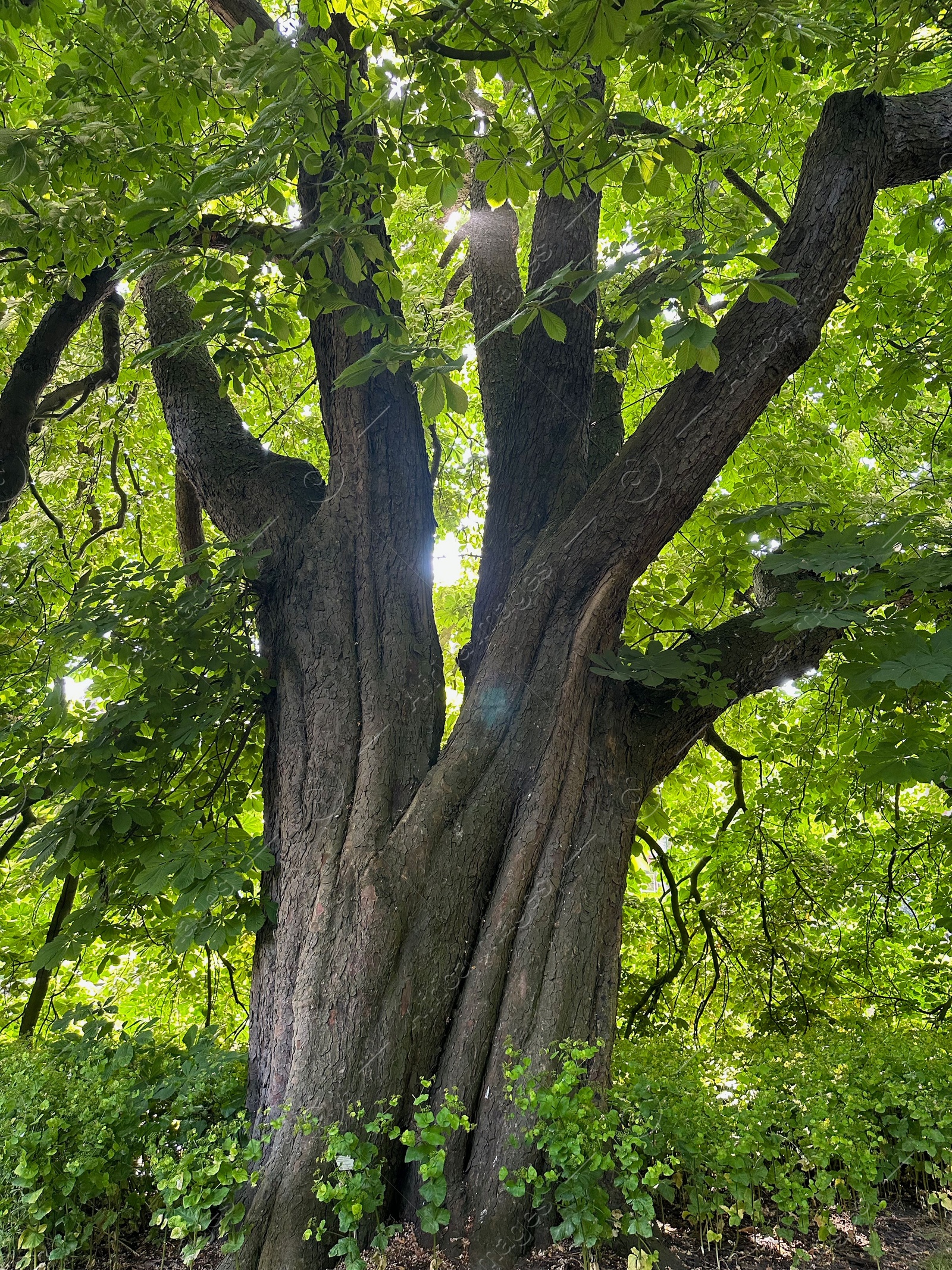 Photo of Beautiful chestnut tree with lush green leaves growing outdoors