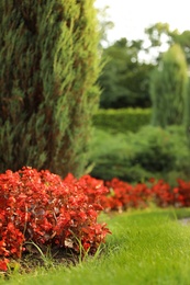 Picturesque landscape with beautiful flowerbed on sunny day. Gardening idea