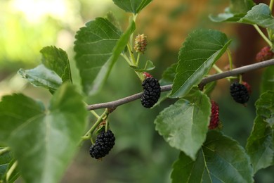 Photo of Branch with ripe and unripe mulberries in garden, closeup