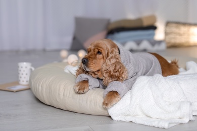 Photo of Cute Cocker Spaniel dog in knitted sweater lying on pillow at home. Warm and cozy winter