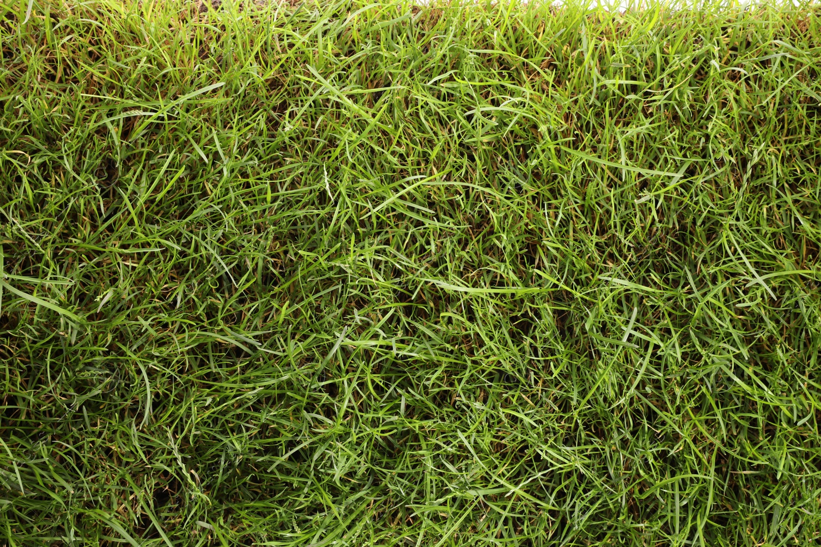 Photo of Beautiful lush green grass as background, top view