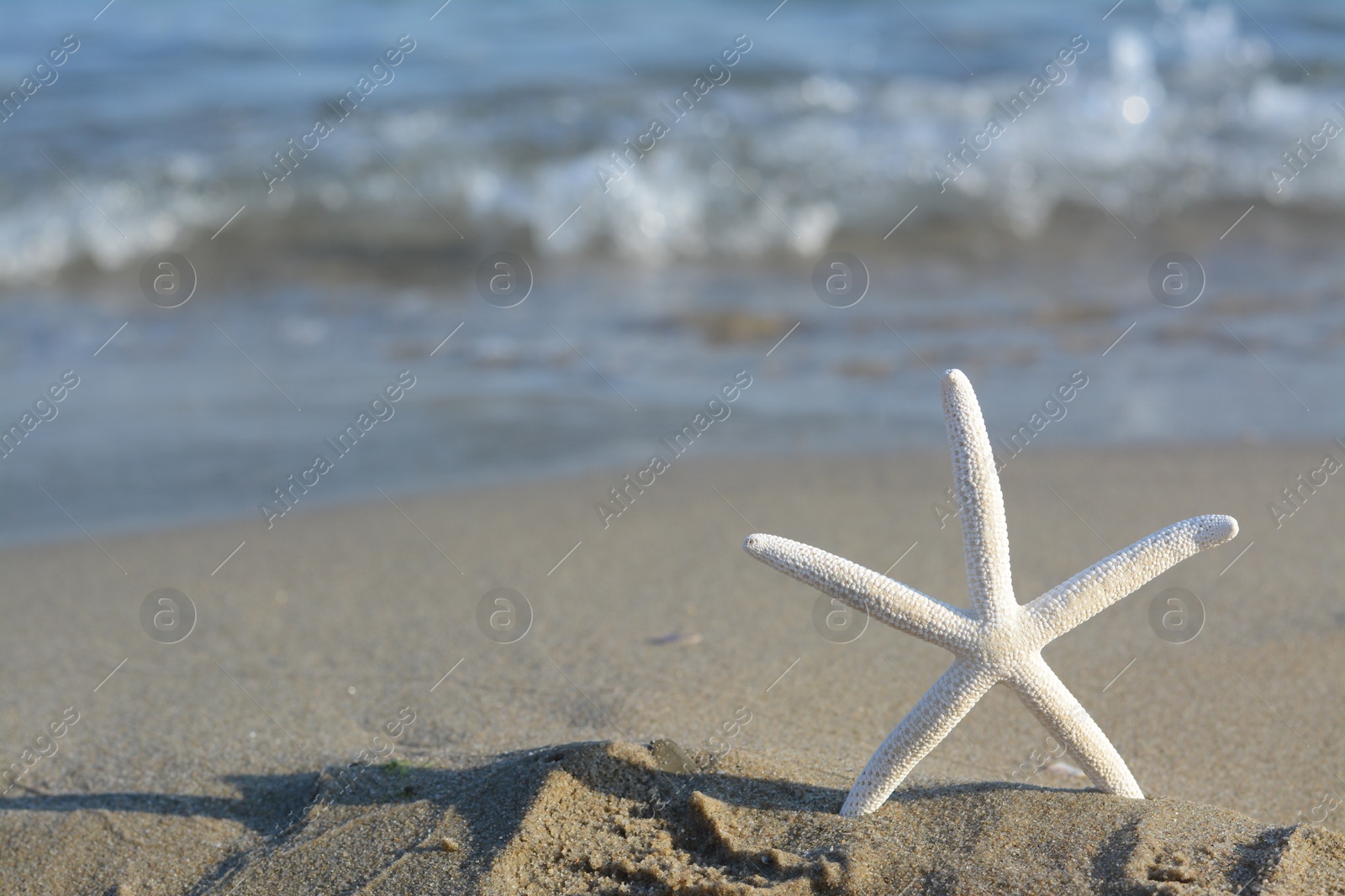 Photo of Beautiful starfish on sandy beach near sea, closeup. Space for text