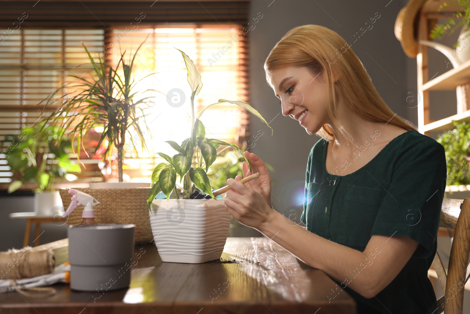 Photo of Young woman potting Dieffenbachia plant at home. Engaging hobby