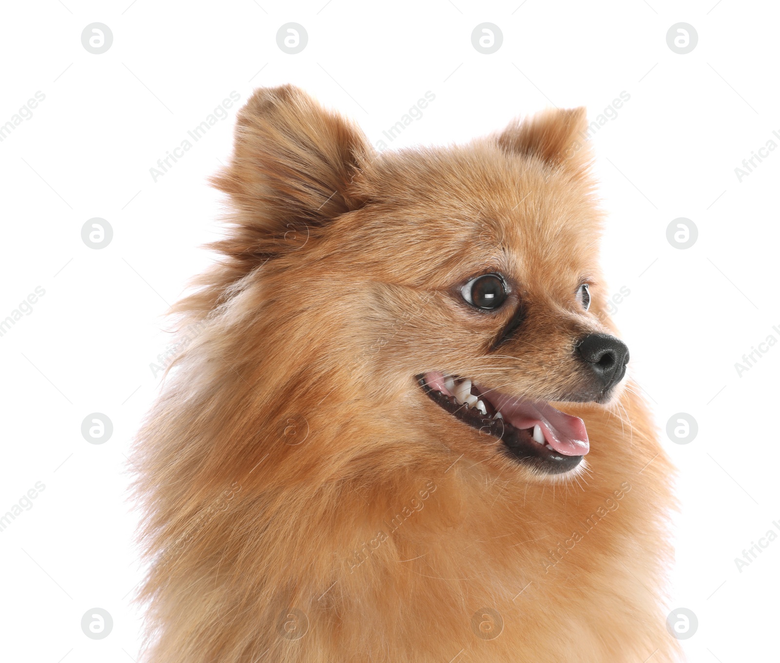 Photo of Cute fluffy little dog isolated on white