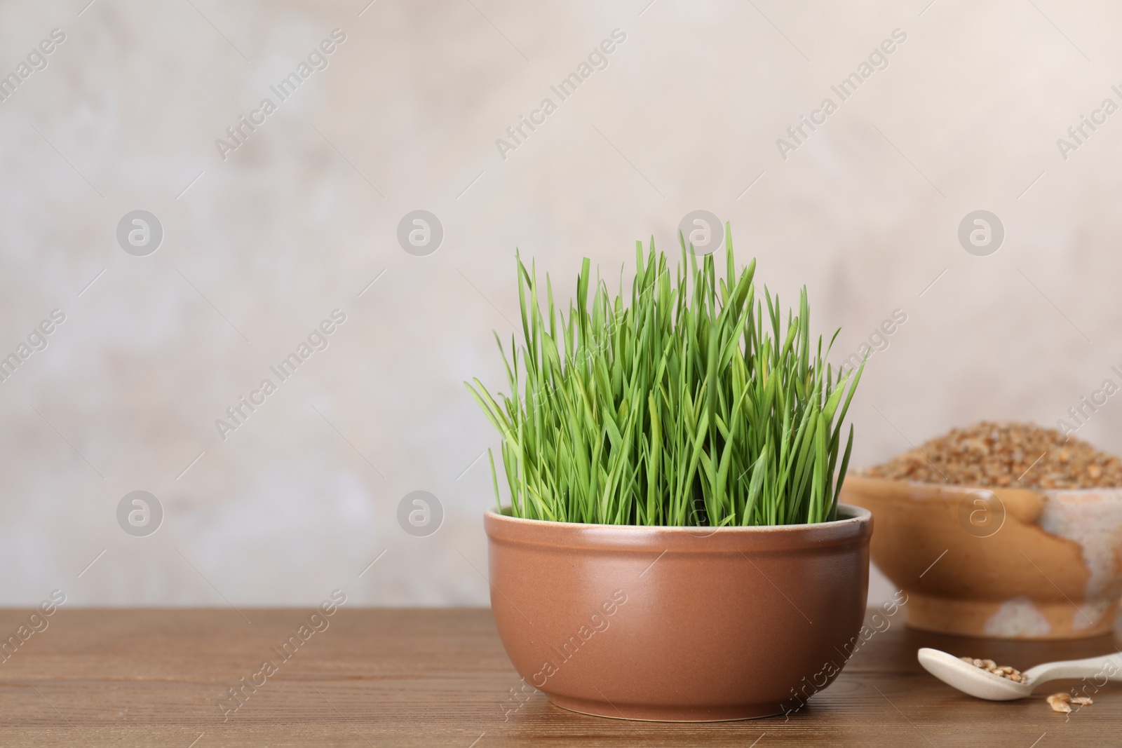 Photo of Bowl with wheat grass and seeds on table against color background. Space for text