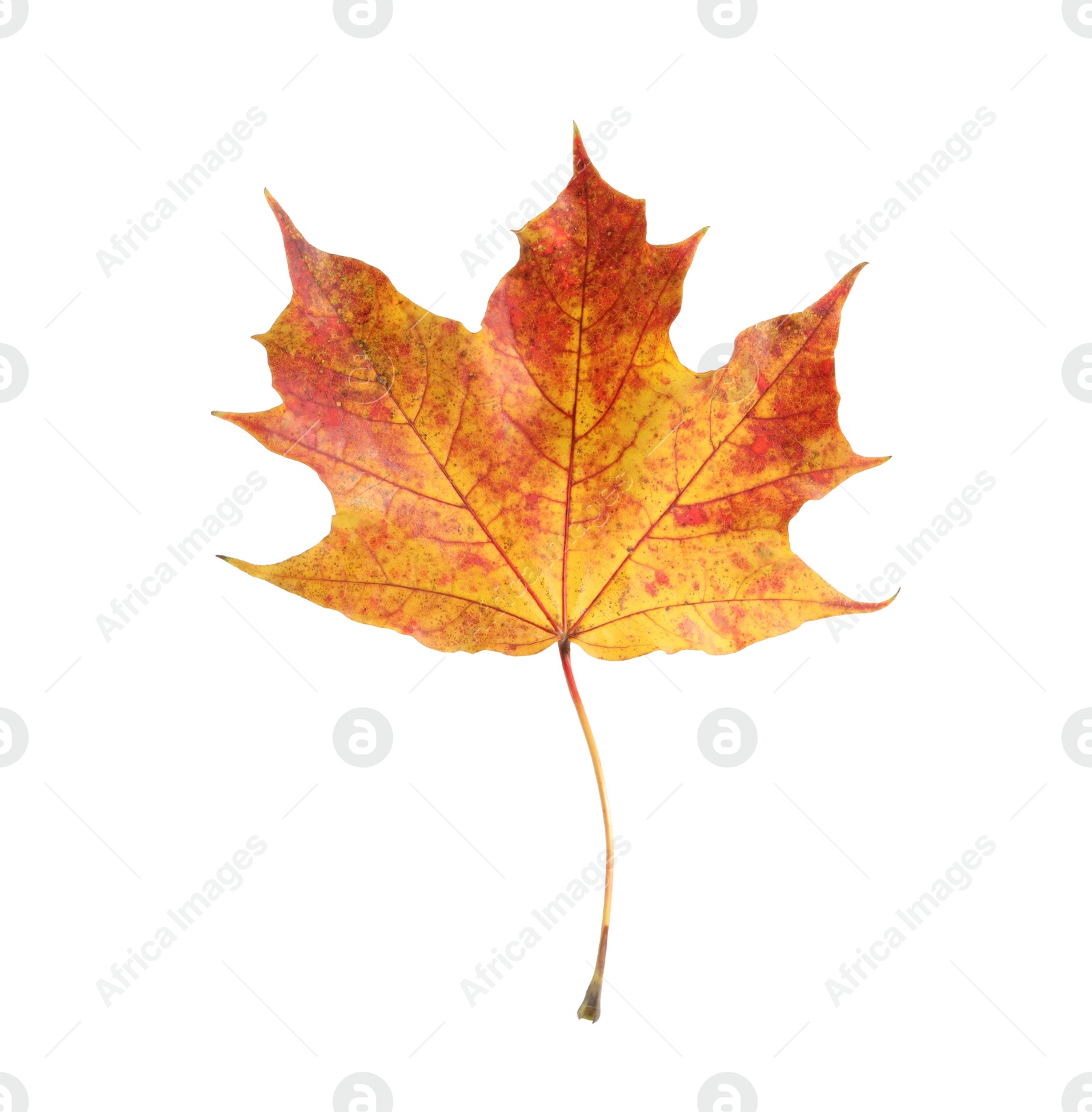 Photo of Autumn season. One maple leaf isolated on white