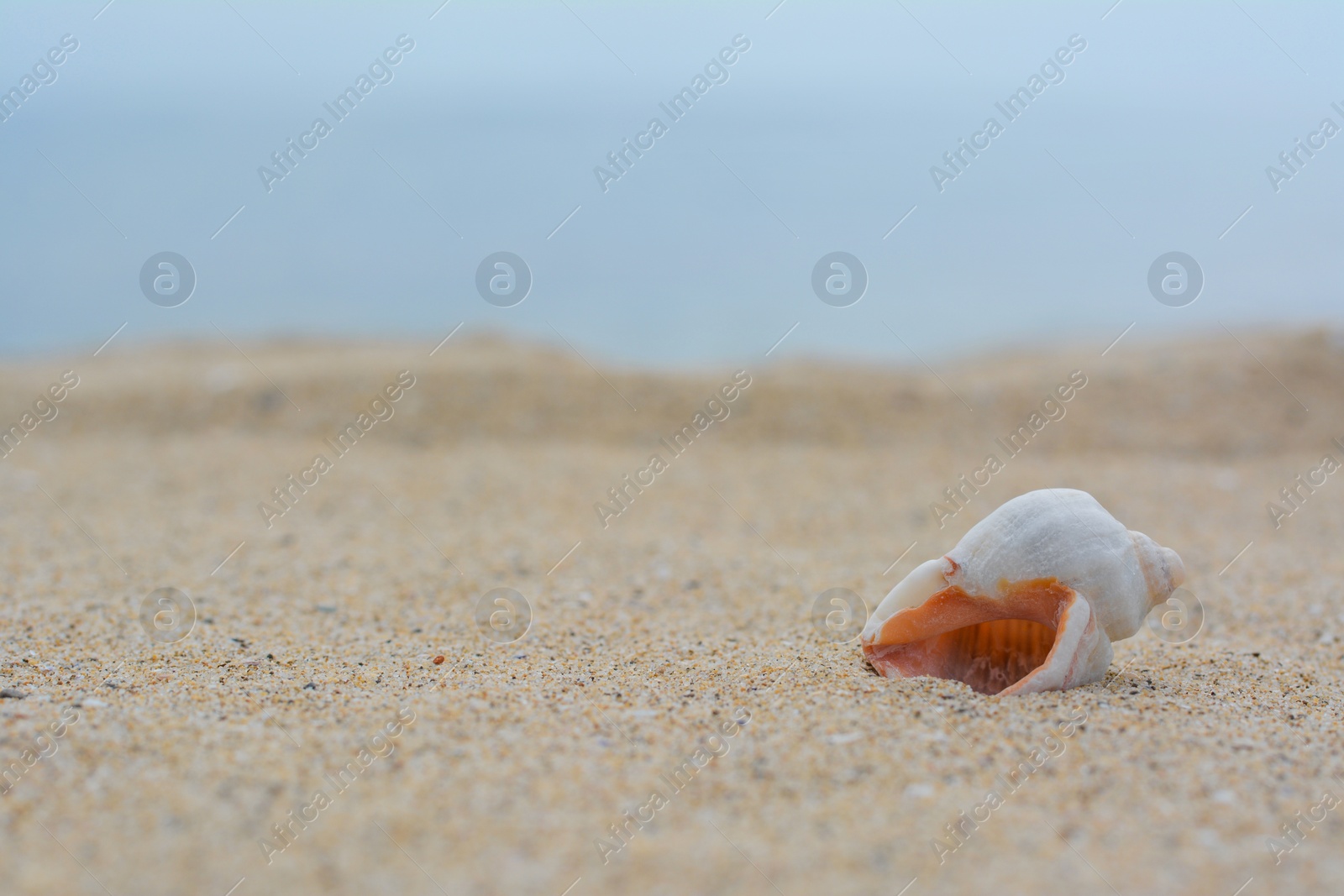 Photo of Closeup view of beautiful seashell on beach sand. Space for text