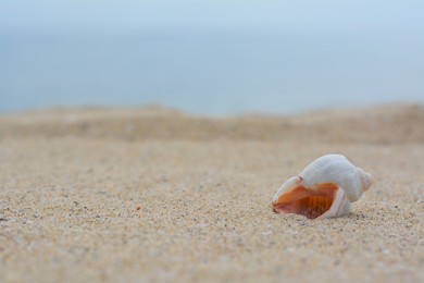 Closeup view of beautiful seashell on beach sand. Space for text