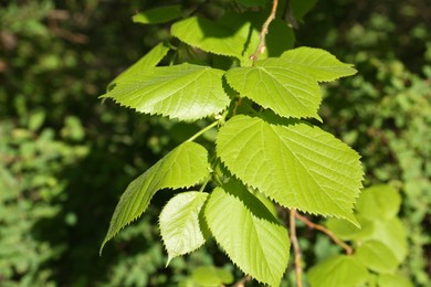 Photo of Tree with fresh young green leaves outdoors on spring day, closeup