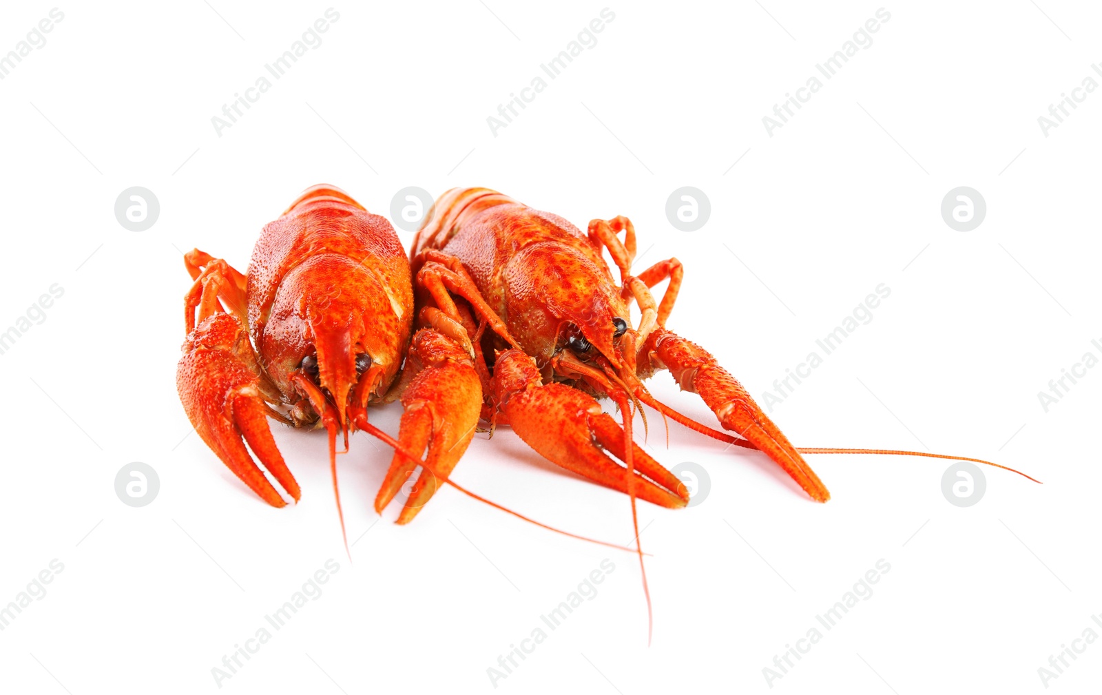 Photo of Delicious red boiled crayfishes isolated on white