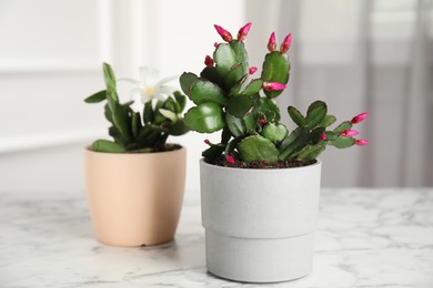 Photo of Beautiful blooming Schlumbergera plants (Christmas or Thanksgiving cactus) in pots on white marble table indoors