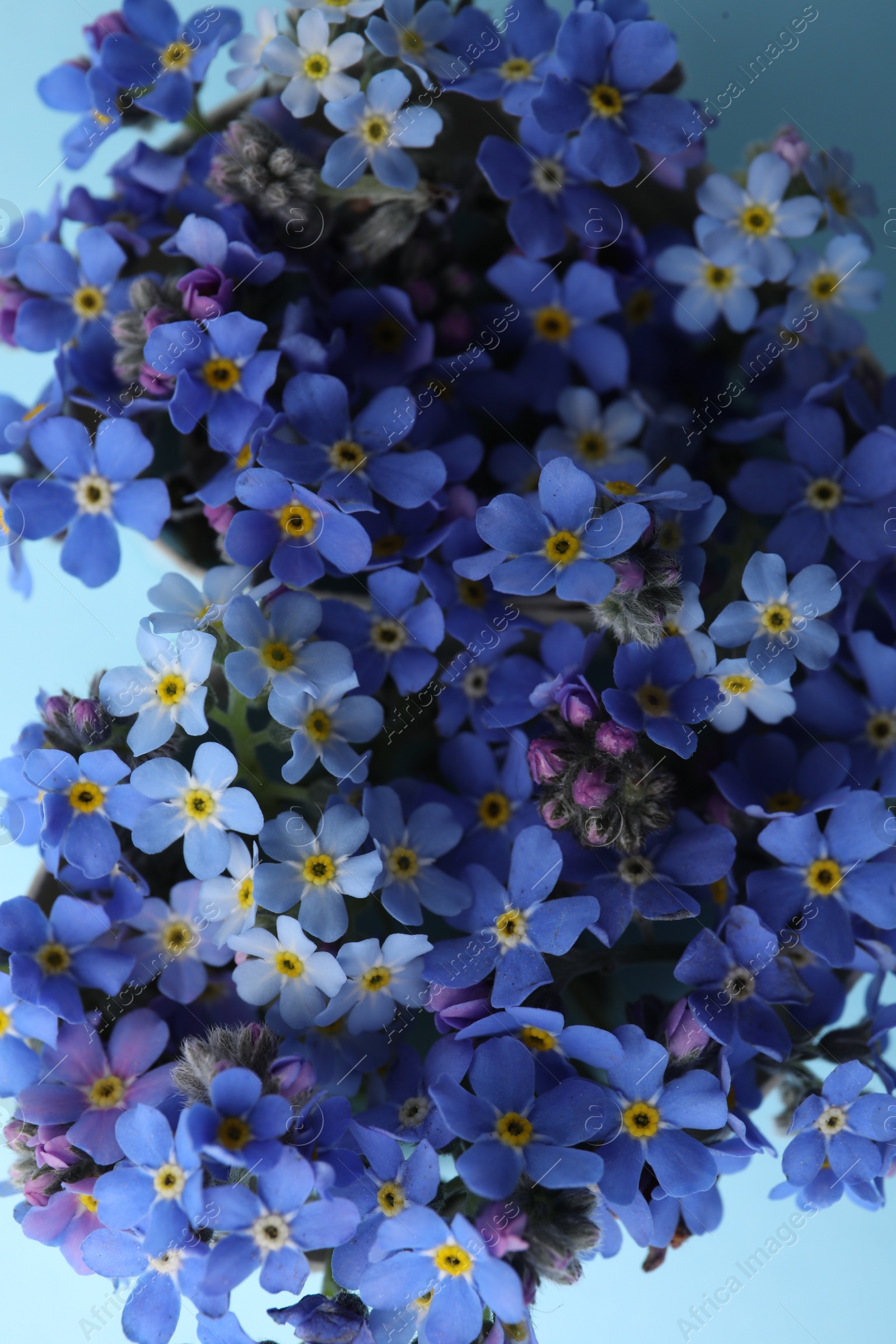 Photo of Top view of beautiful blue forget-me-not flowers