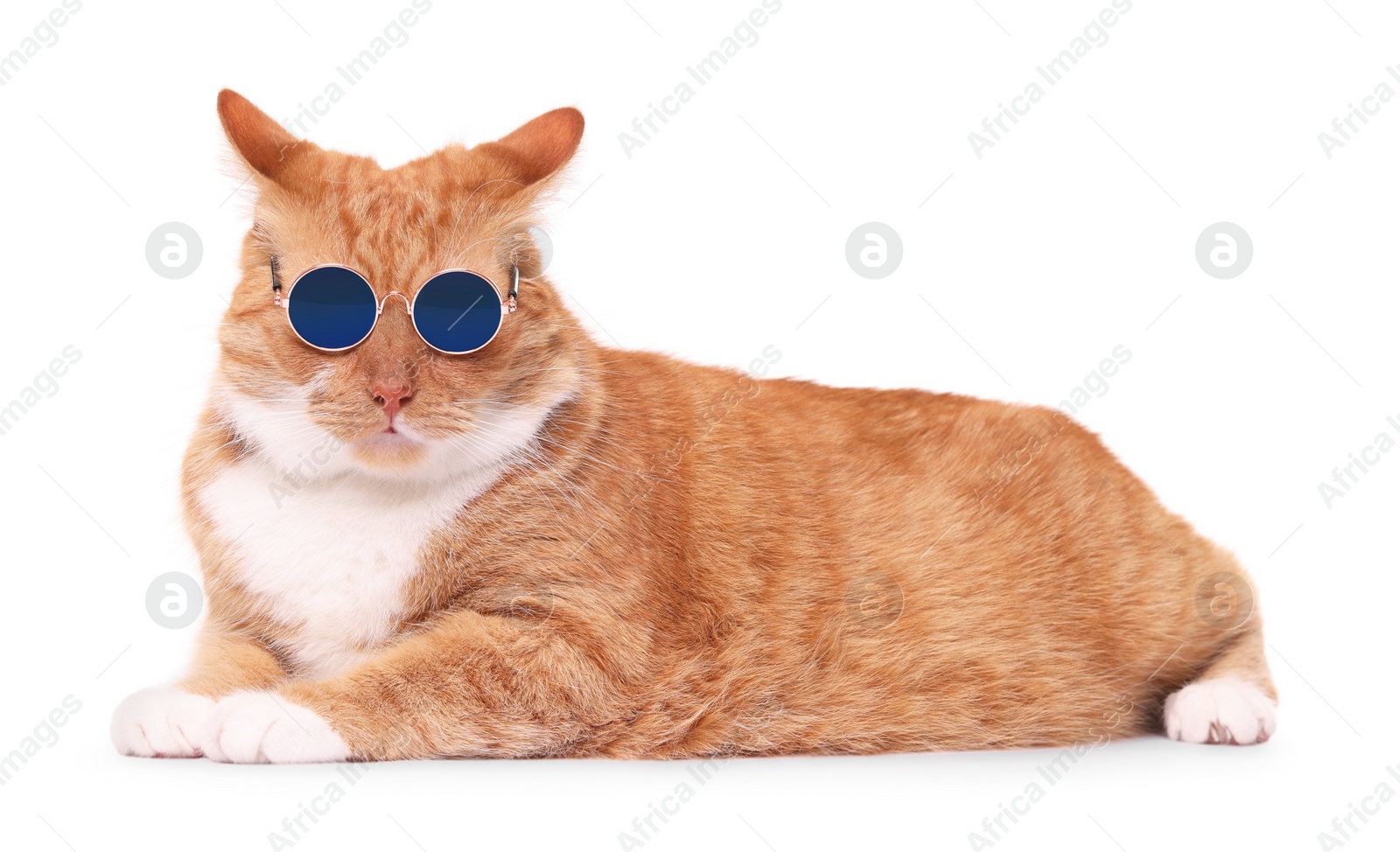 Photo of Cute ginger cat in stylish sunglasses on white background