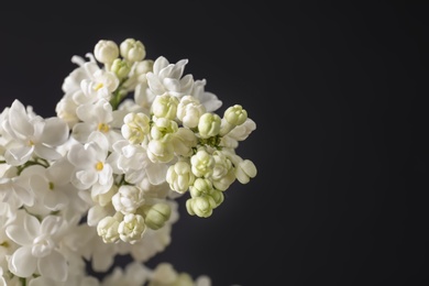 Beautiful blossoming lilac on dark background. Spring flowers