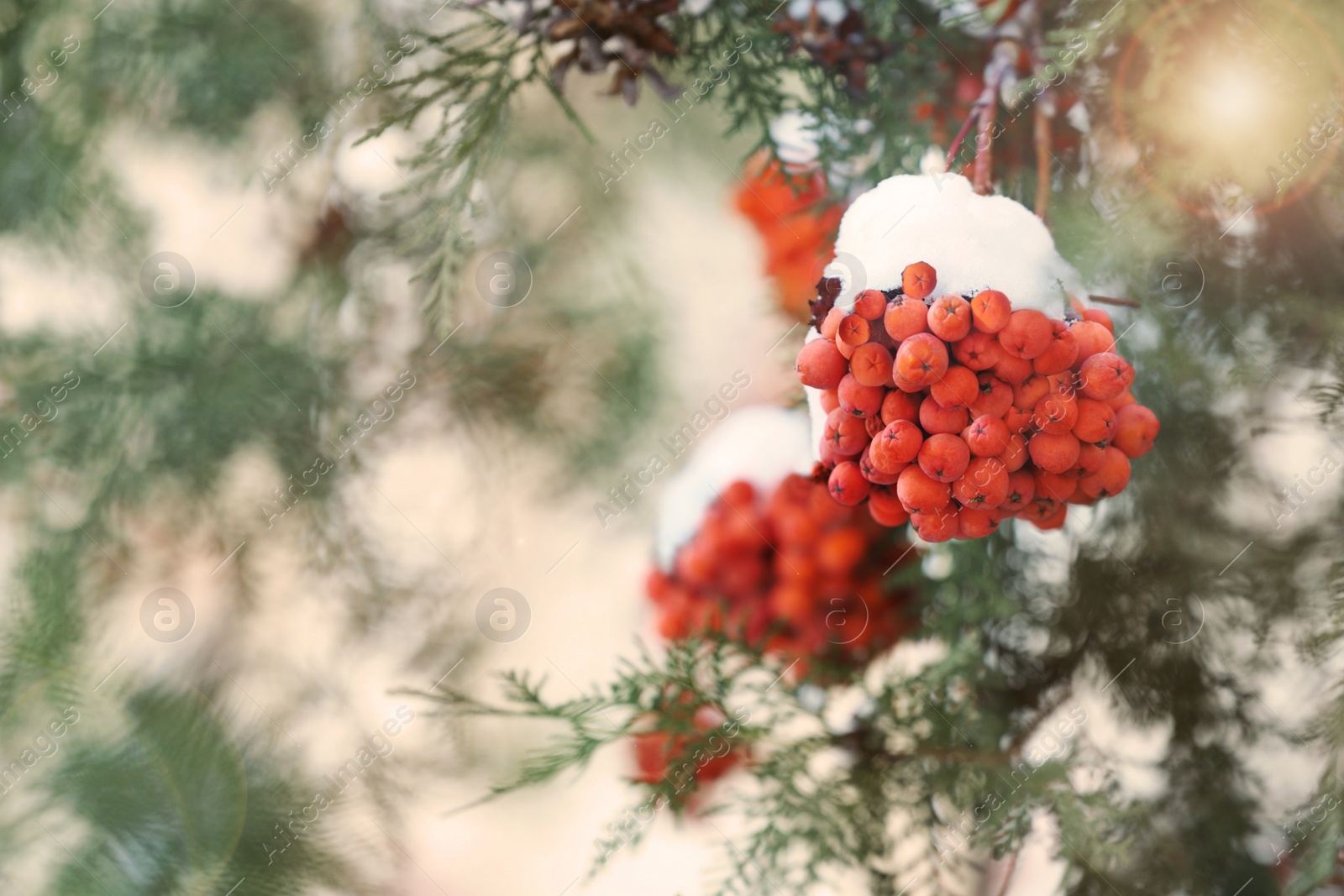 Image of Red rowan berries on tree branch covered with snow outdoors on cold winter day, space for text