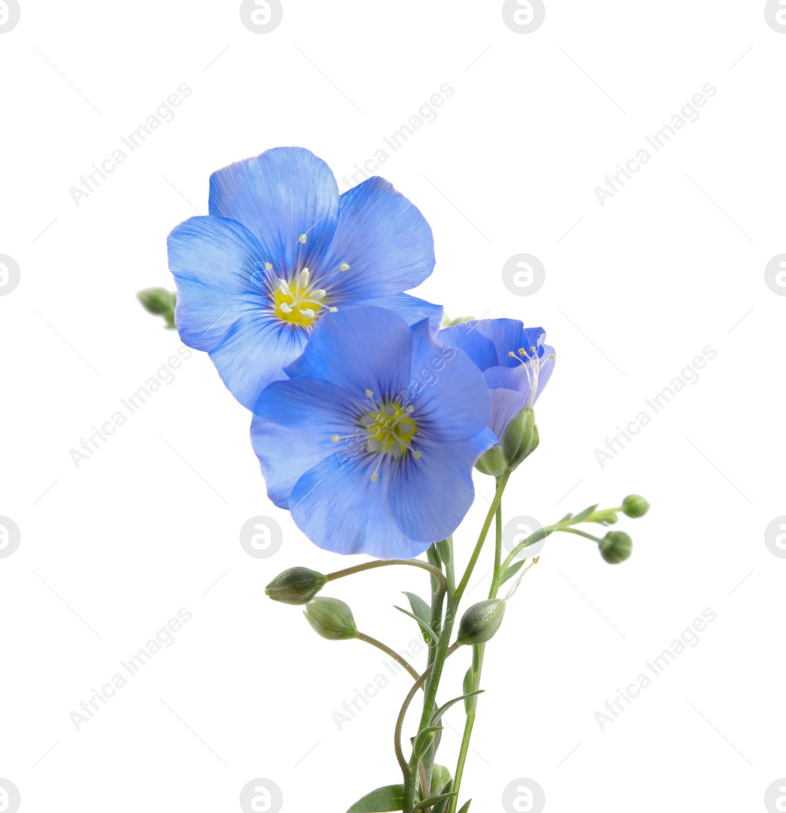 Photo of Beautiful light blue flax flowers isolated on white